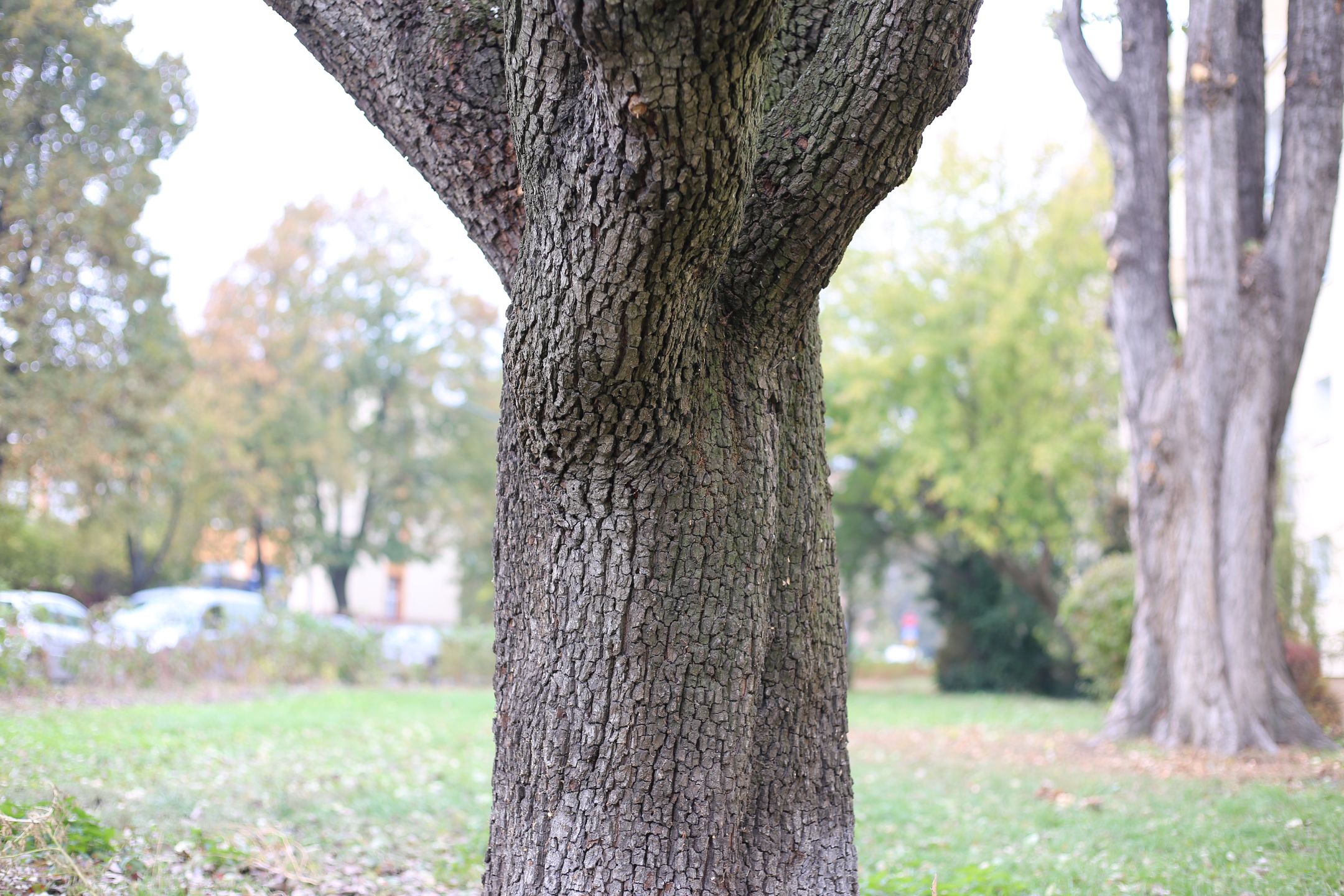 Canon EF 50 mm f/1.8 STM - niedroga przepustka do poważnej fotografii [recenzja] 17