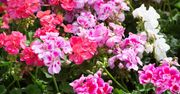 Te kwiaty zaskakują. 3 pomysły na inspirujące dekoracje z pelargonii