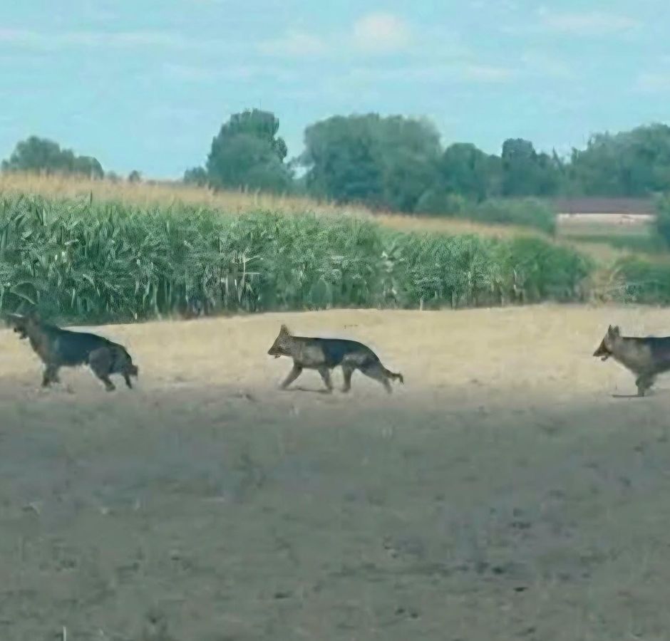 Uwaga na agresywne psy. Trzy niebezpieczne zwierzęta przemieszczają się po terenie gmin Szczawin Kościelny i Pacyna!