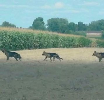 Uwaga na agresywne psy. Trzy niebezpieczne zwierzęta przemieszczają się po terenie gmin Szczawin Kościelny i Pacyna!