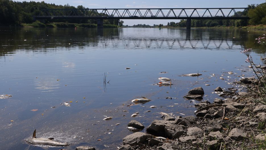HOHENWUTZEN, GERMANY - AUGUST 12: Fish lie dead on the western bank of the Oder River on August 12, 2022 at Hohenwutzen, Germany. Tens of thousands of fish have turned up dead in recent days along the Oder River that forms the border between Germany and Poland. German authorities say they have detected high levels of mercury in the river and suspect a possible industrial accident up stream in Poland as the cause. Meanwhile people are urged not to bathe in nor to let animals drink from the Oder. (Photo by Sean Gallup/Getty Images)