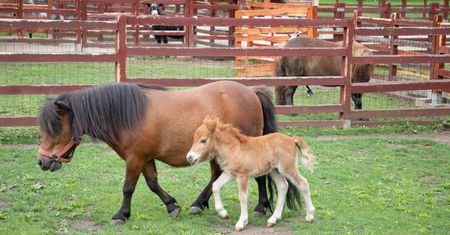 Lubin. Odwiedzający ZOO prawie otruli kucyka. Przestroga dla innych