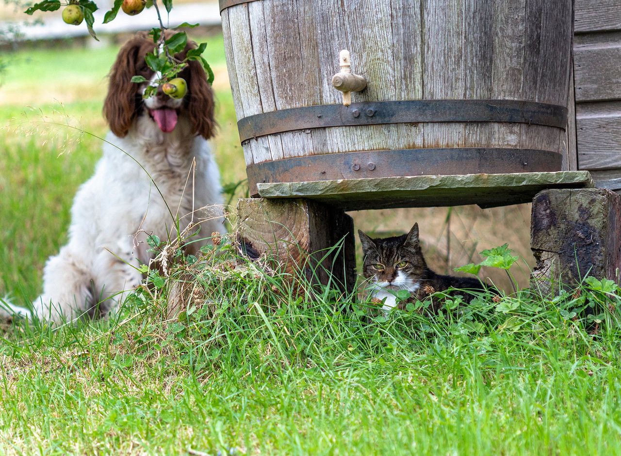 Zdjęcie finalisty konkursu Comedy Pet Photo Awards.