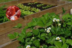 Przed tymi owocami ostrzegała już św. Hildegarda. Powinniśmy się obawiać?