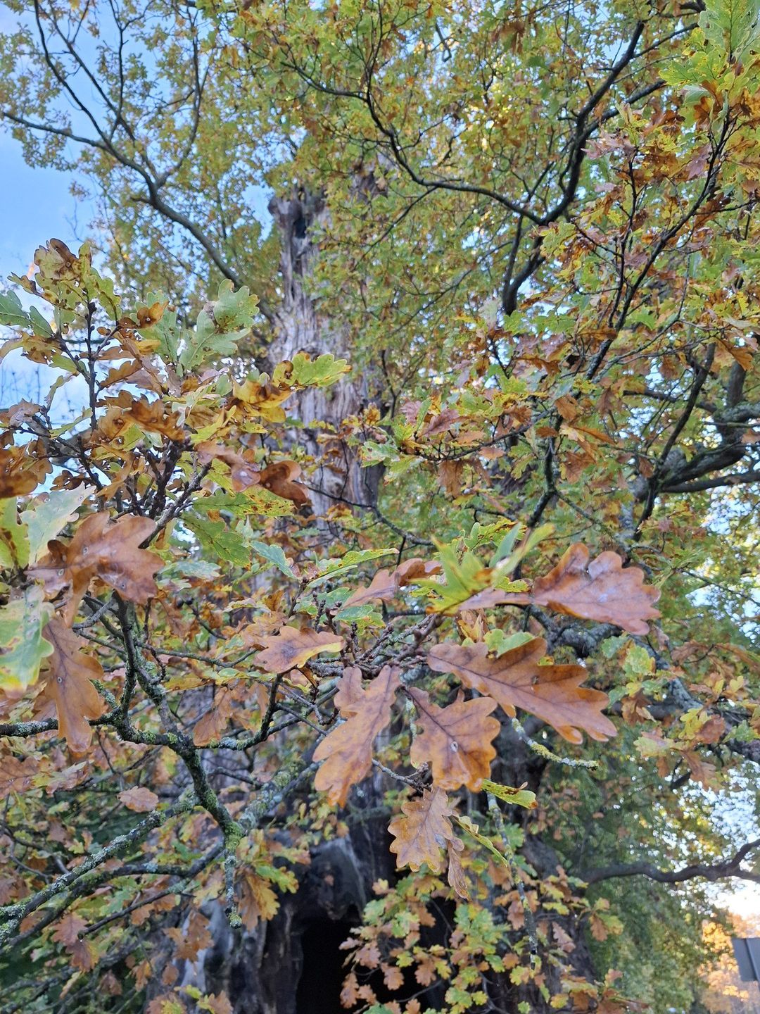 W Kadynach, kilkadziesiąt kilometrów od Gdańska rośnie najgrubszy dąb w Polsce. Drzewo ma w obwodzie ponad 10 m.