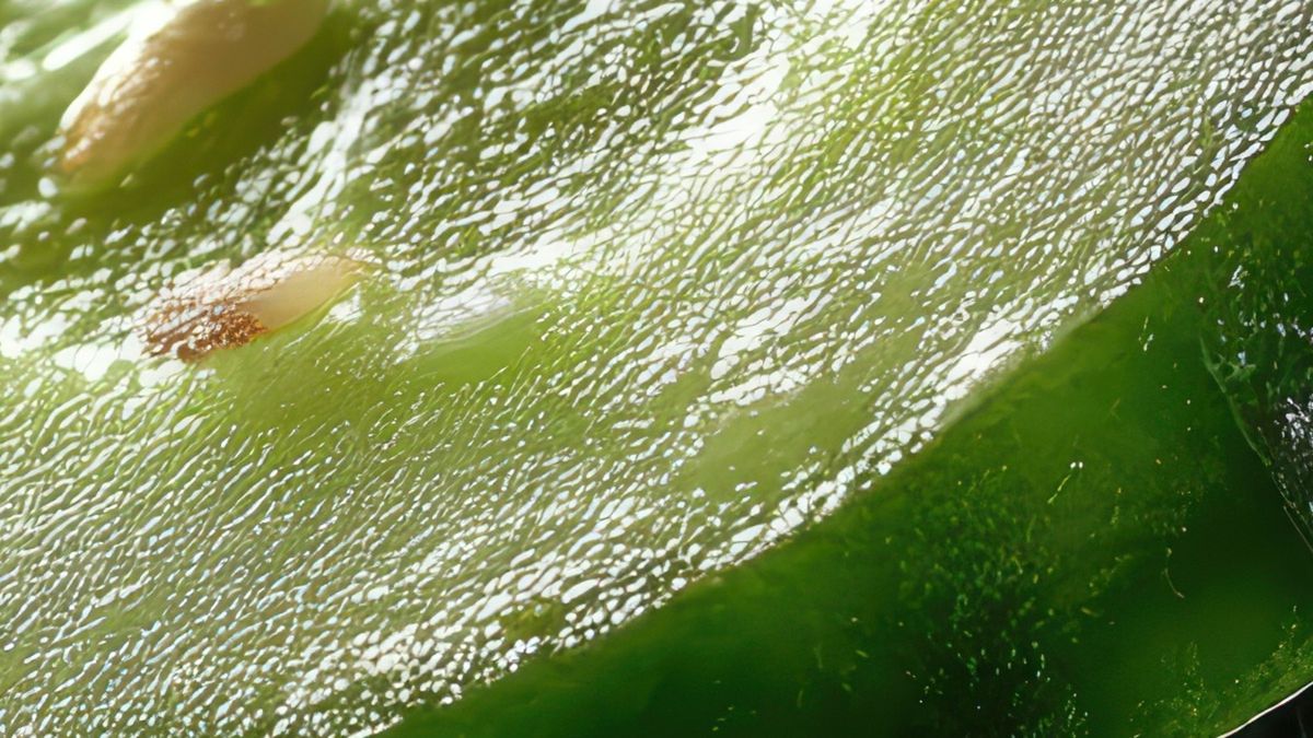 Jak ogórek wpływa na organizm?