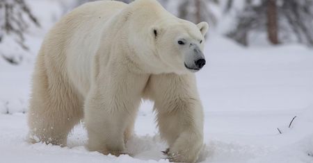 W Brazylii urodził się niedźwiedź polarny. To pierwszy taki przypadek