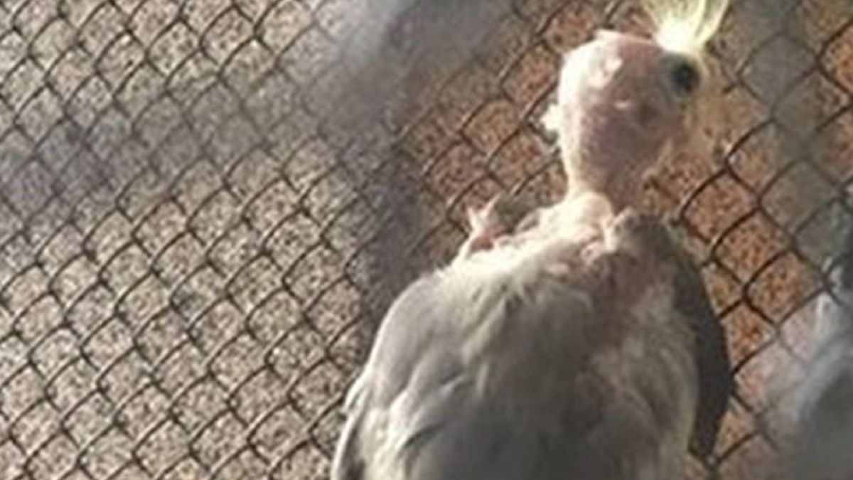 Papuga miała być ozdobą liceum.