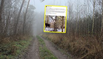 "Tak, naprawdę". Leśnicy pokazali zdjęcia i zaczęli tłumaczyć