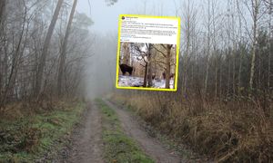 "Tak, naprawdę". Leśnicy pokazali zdjęcia i zaczęli tłumaczyć