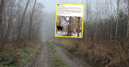 "Tak, naprawdę". Leśnicy pokazali zdjęcia i zaczęli tłumaczyć