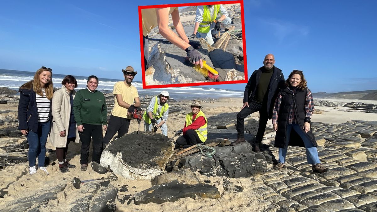Skamieniały szkielet dinozaura na plaży w Portugalii
