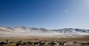Mongolia – co warto wiedzieć o kraju stepów i bezdroży. Co zobaczyć w Mongolii?