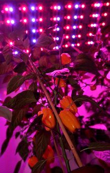 Yellow peppers grow as they are illuminated by red and blue Light Emitting Diode (LED) lights at PlantLab, a private research facility, in Den Bosch, central Netherlands, Monday March 28, 2011.  Farming is moving indoors, where the sun never shines, where rainfall is irrelevant and where the climate is always right The perfect crop field could be inside a windowless building with meticulously controlled light, temperature, humidity, air quality and nutrition. It could be in a New York high-rise, a Siberian bunker, or a sprawling complex in the Saudi desert.  (AP Photo/Peter Dejong)