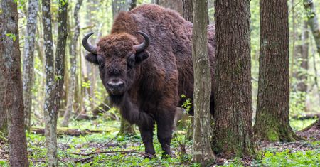 Puszcza Białowieska. Żubr zaatakował turystę