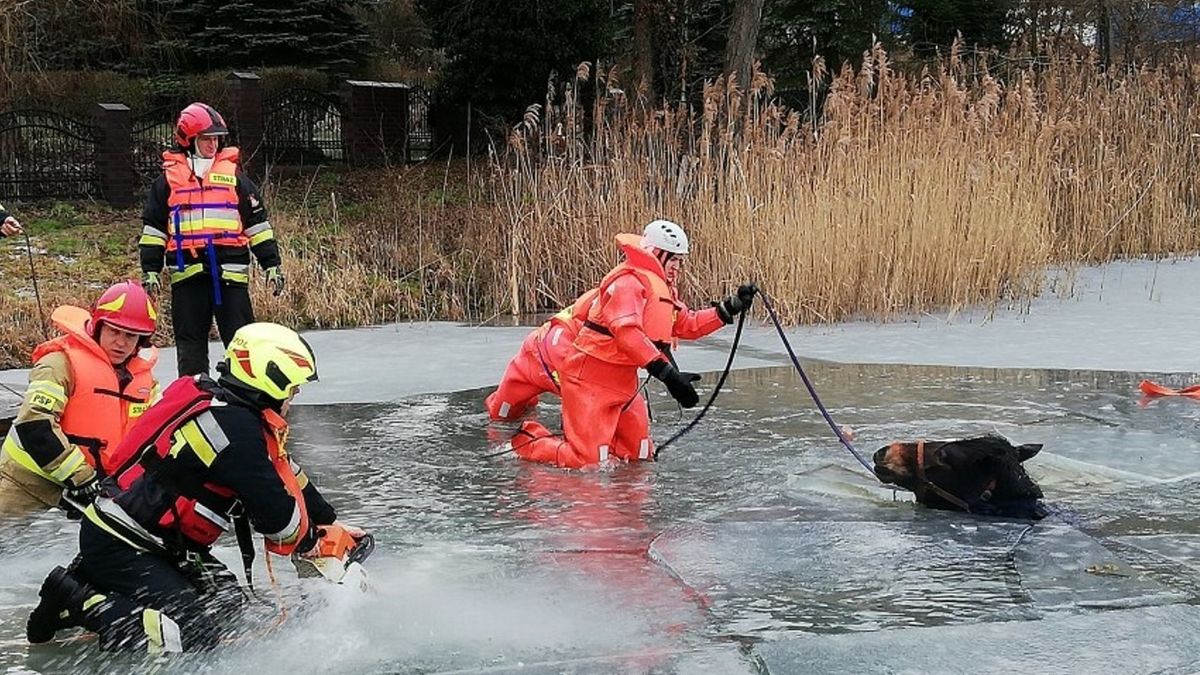 Zdjęcie ilustracyjne.