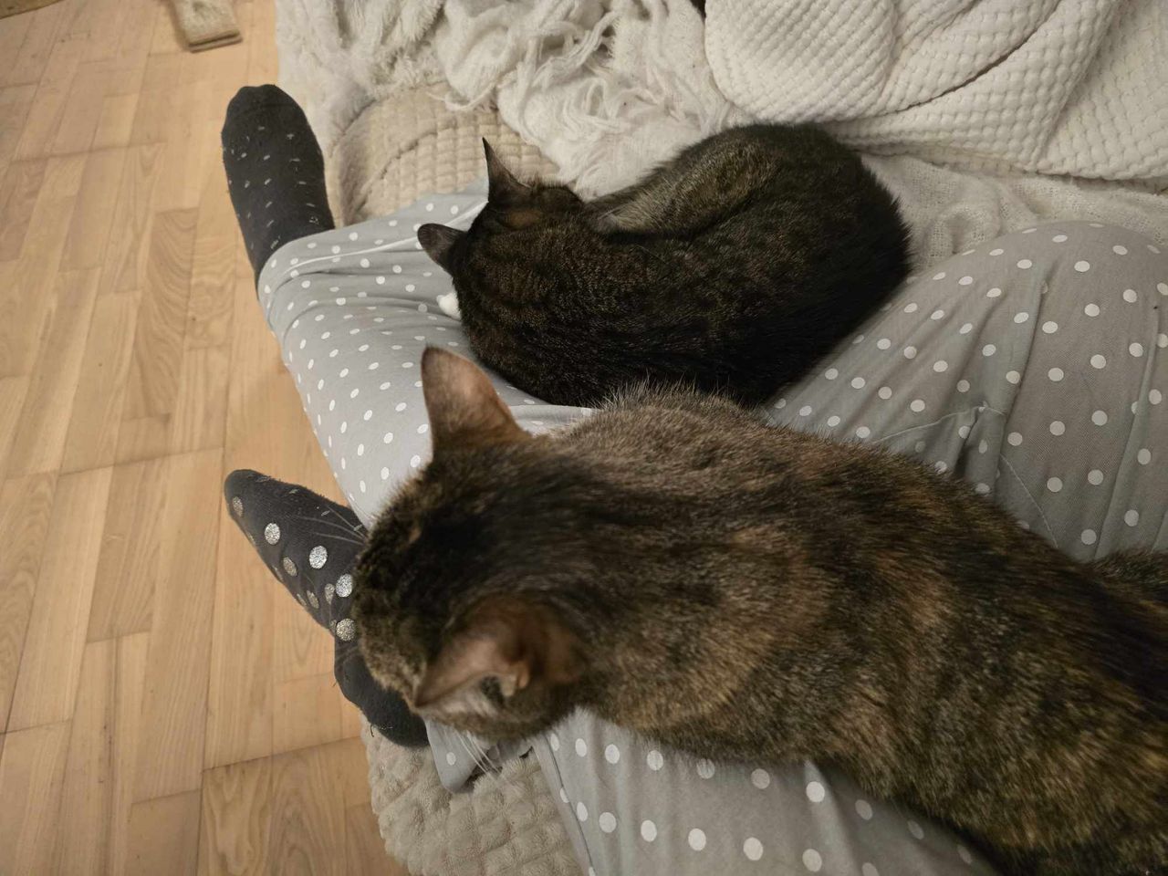 Koty są samotnikami? Wiele z nich czuje się świetnie nie tylko w swoim, ale i w naszym, ludzkim towarzystwie