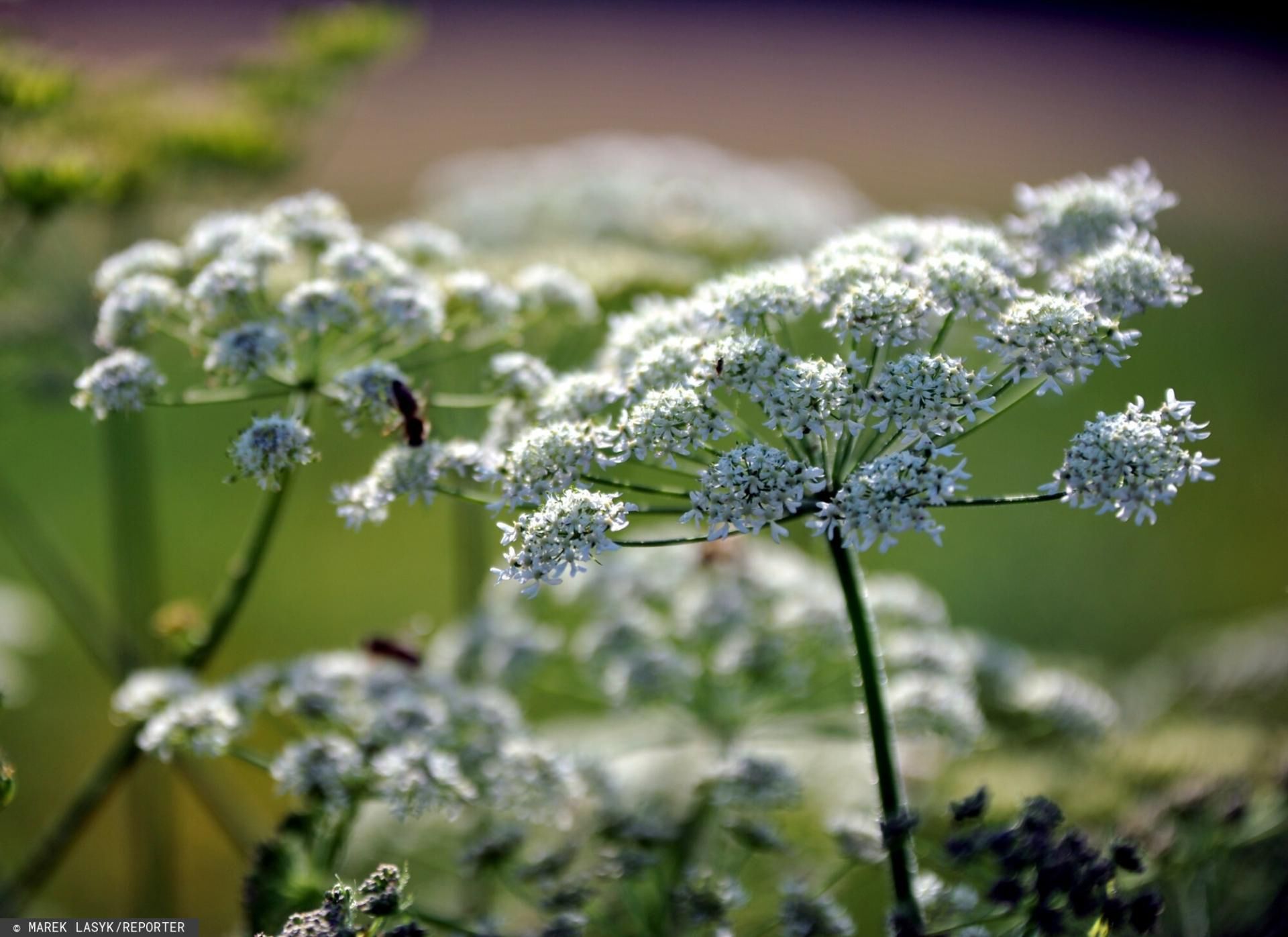  Barszcz Mantegazziego