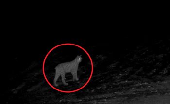 Tajemniczy "krzyk" w lesie. Takie nagranie to prawdziwa rzadkość