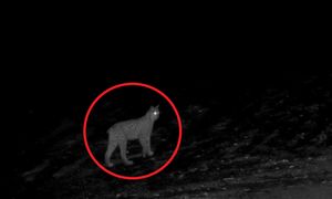 Tajemniczy "krzyk" w lesie. Takie nagranie to prawdziwa rzadkość