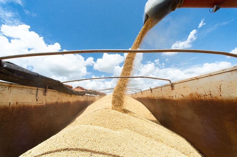 Polska jest uzależniona od importu soi - twierdzą polscy producenci