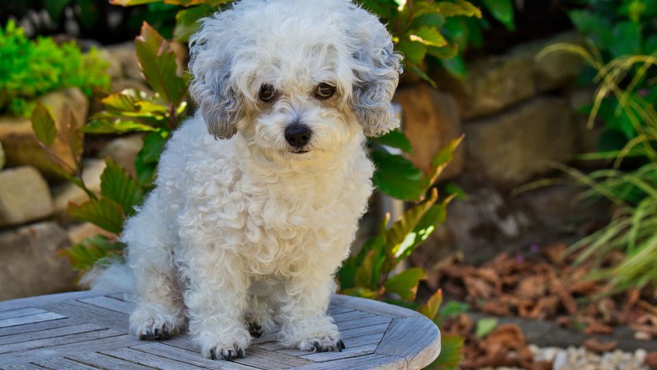 Mężczyzna ukradła psa dla córki