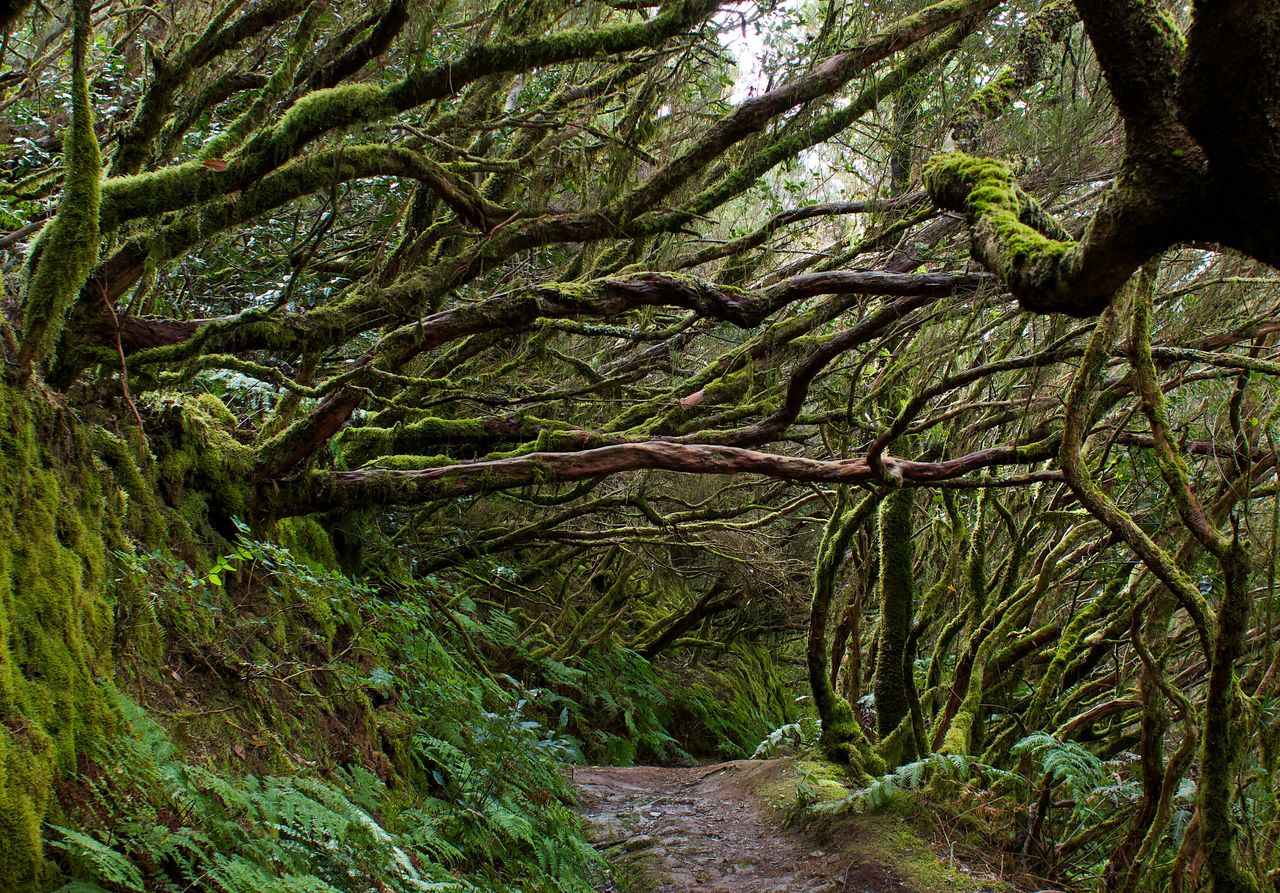 World's oldest forest unearthed in UK cliffs, rewrites Earth's history