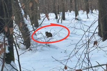 Siedział w głębi lasu. Leśnik miał szczęście. "Rzadko się pokazuje"