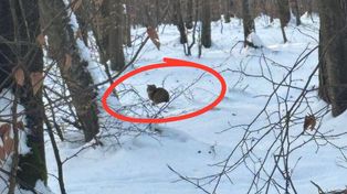 Siedział w głębi lasu. Leśnik miał szczęście. "Rzadko się pokazuje"