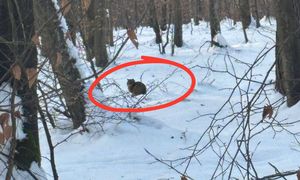Siedział w głębi lasu. Leśnik miał szczęście. "Rzadko się pokazuje"