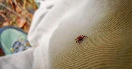Kleszcze wybierają ofiary? Badania wskazują kto może być bardziej narażony