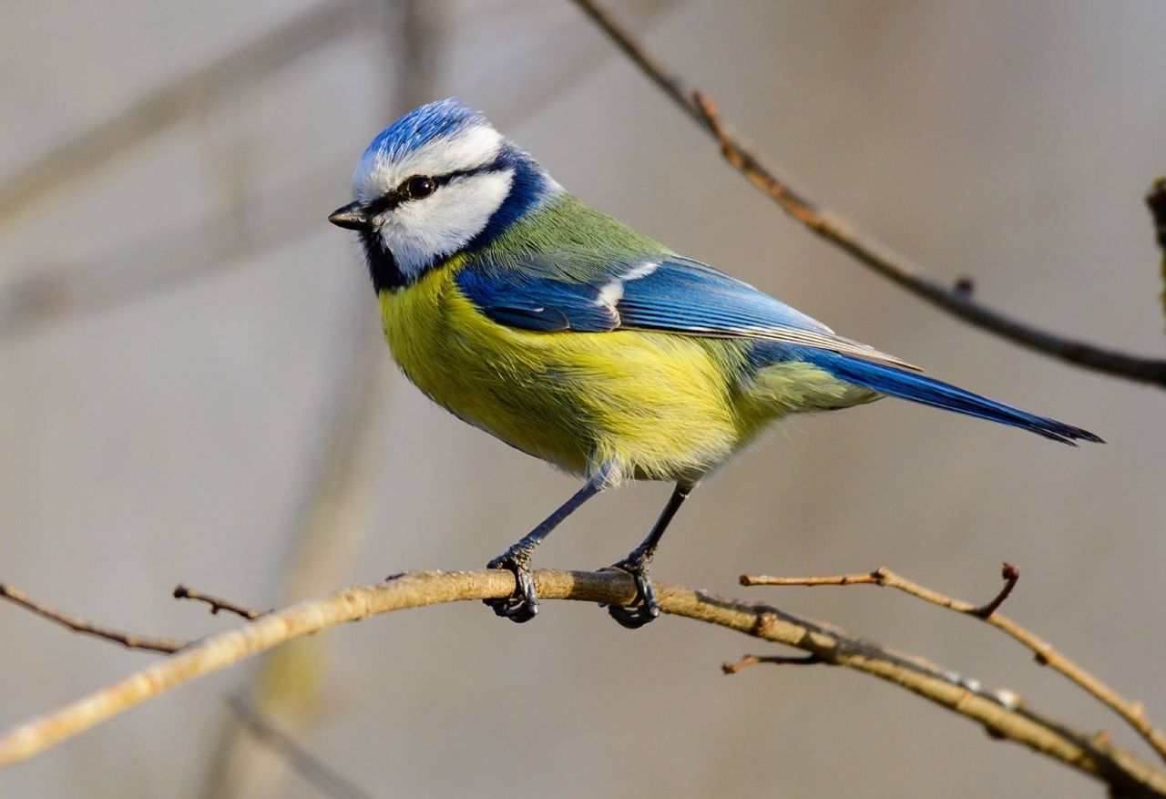 Sikorki w ogrodzie. Jedna para niszczy nawet 50 tys. szkodników