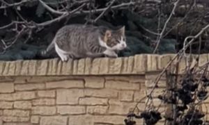 Kot kontra kos. Nagranie obiega sieć. Zobaczcie, co się zadziało