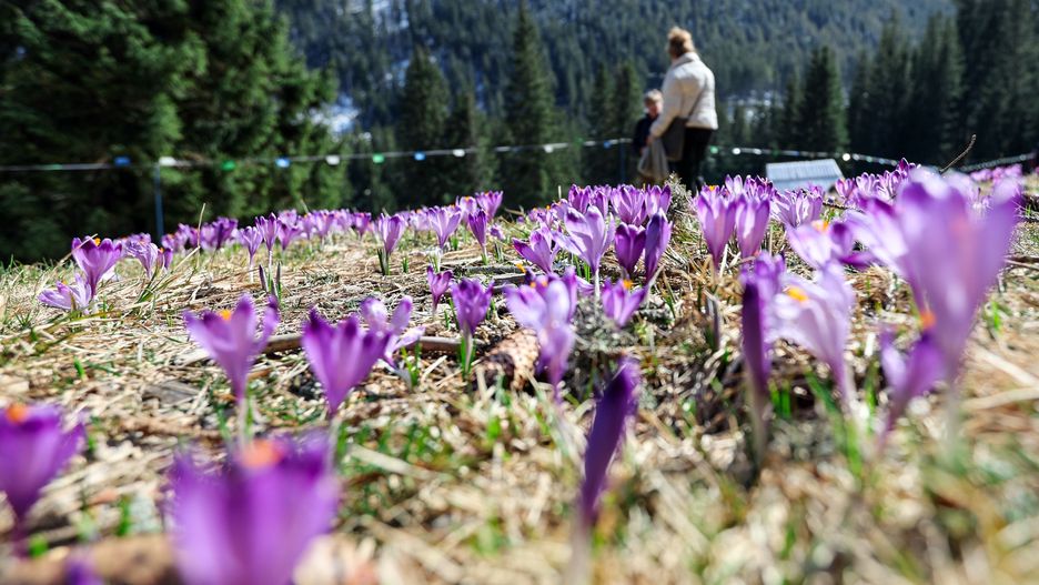 Tatry, Dolina Chochołowska, 26.03.2024. Krokusy kwitnące na polanie w Dolinie Chochołowskiej w Tatrach, 26 bm. (gm/amb) PAP/Grzegorz Momot