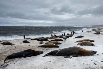 Ptasia grypa zdziesiątkowała młode słonie morskie na australijskich wyspach antarktycznych! Zginęło ponad 13 tysięcy fok
