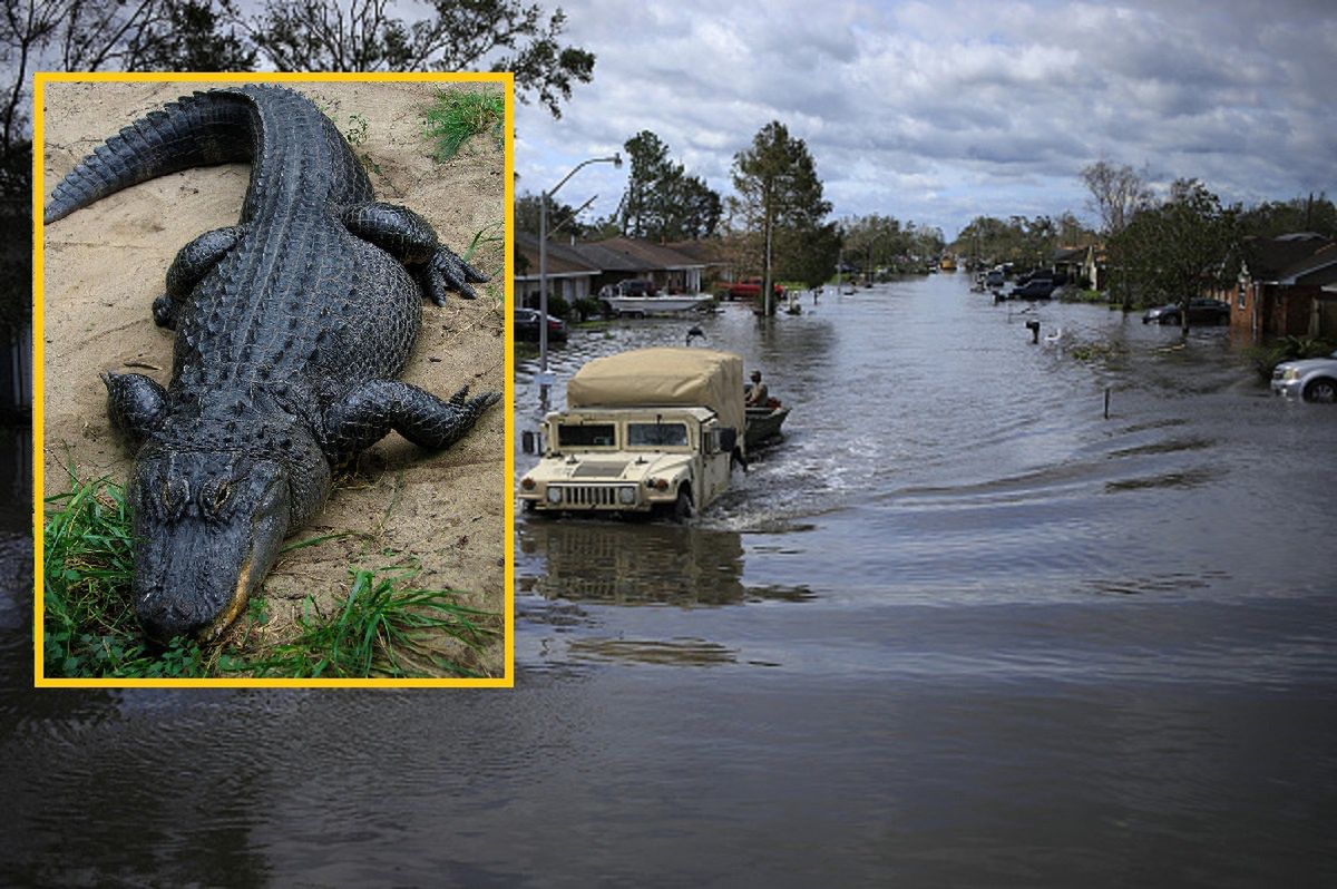 Mężczyzna uciekał od powodzi, zaatakował go aligator. Najprawdopodobniej nie żyje