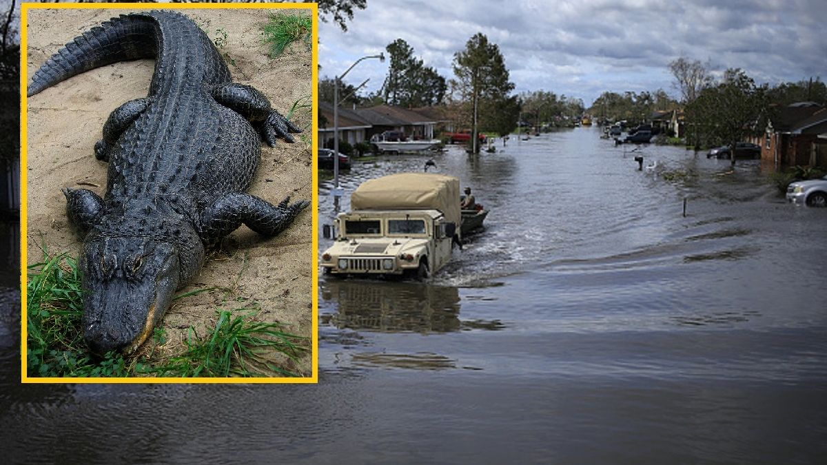 Aligator zaatakował mężczyznę podczas huraganu 