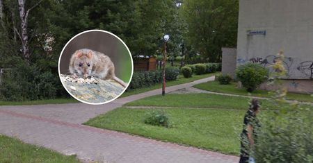 Szczury koło przedszkola? Zauważyli nory w pobliżu ogrodzenia
