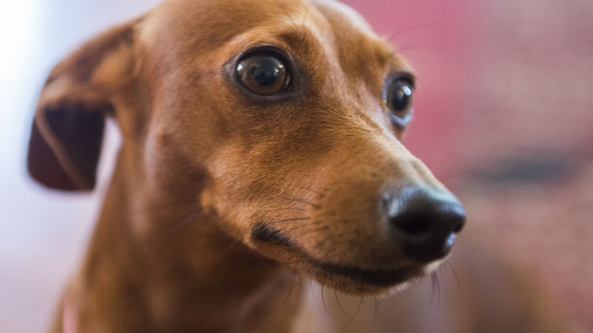 (Photo by Thomas R. Cordova/MediaNews Group/Los Angeles Daily News via Getty Images)