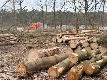 Szczecin: Znamy plany miasta. Parking zamiast drzew przy Arkonce