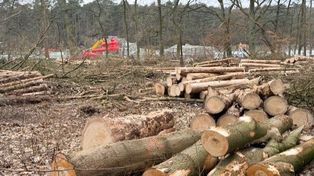 Szczecin: Znamy plany miasta. Parking zamiast drzew przy Arkonce