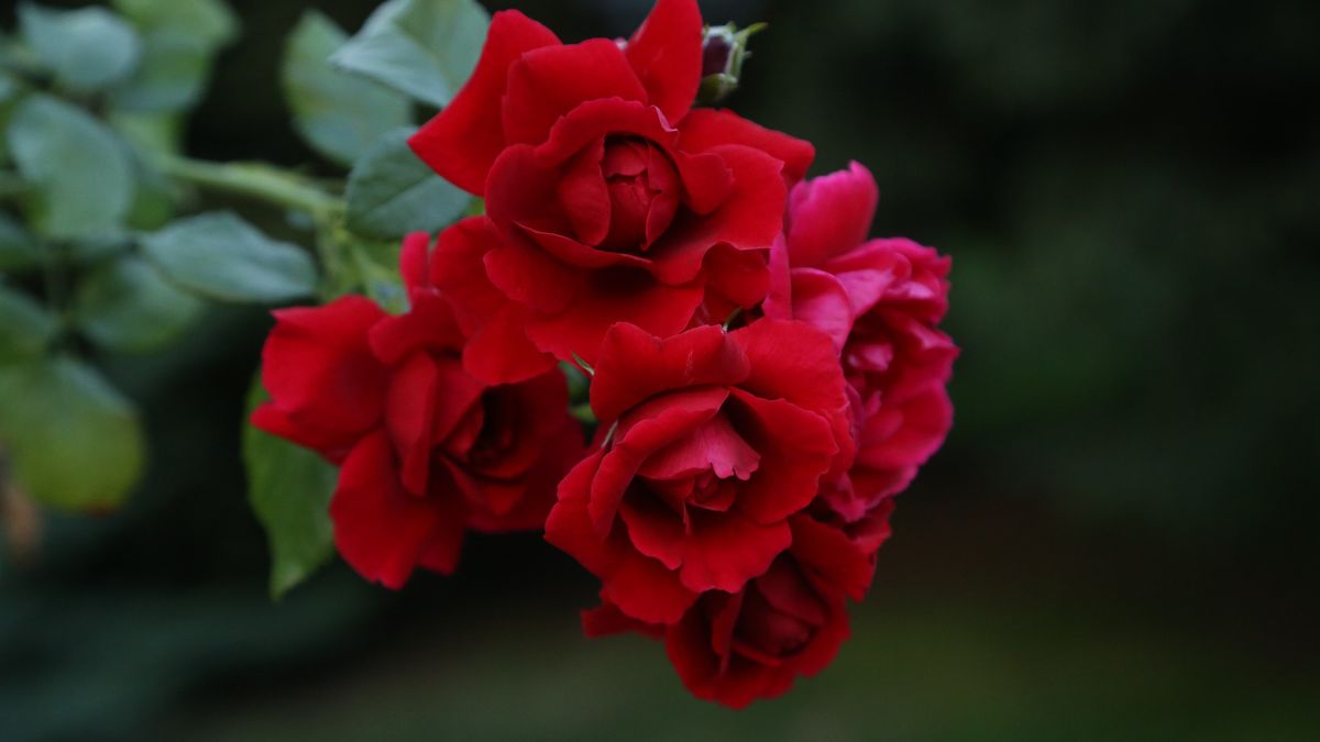 Imieniny Edyty. Złóż życzenia imieninowe