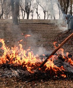Palenie liśćmi na działce. Oto co mówi prawo