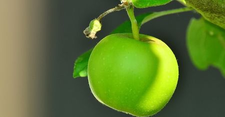 „Zielone” Apple, czyli iUrządzenia z odzysku - taki jest plan