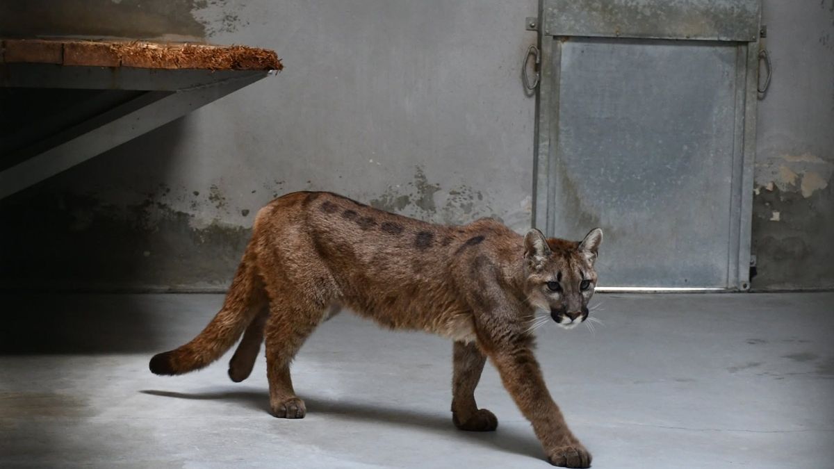 Puma trafiła do ZOO w Poznaniu.