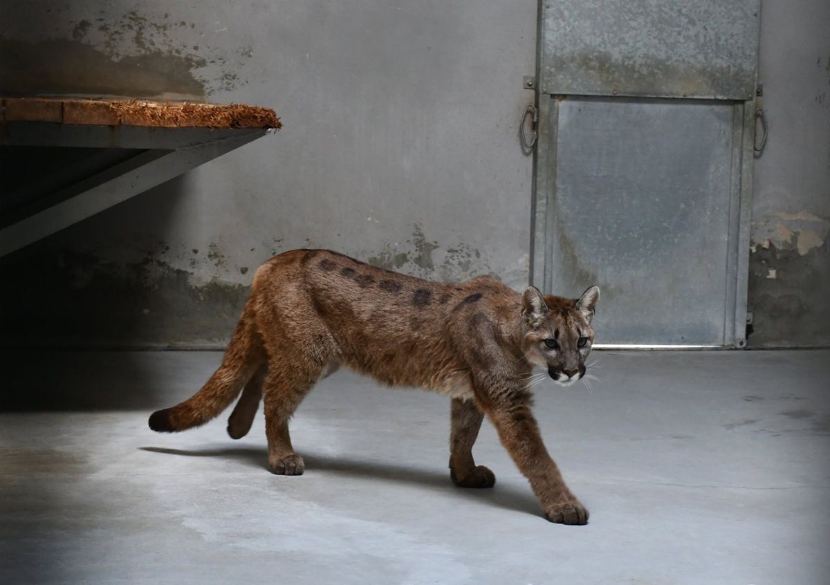 Młoda puma trafiła do ZOO. Nie będzie można jej oglądać