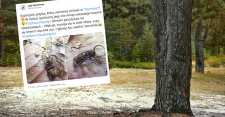 Lasy Państwowe pokazały zdjęcie grzyba. "Zamienia mrówki w zombie"