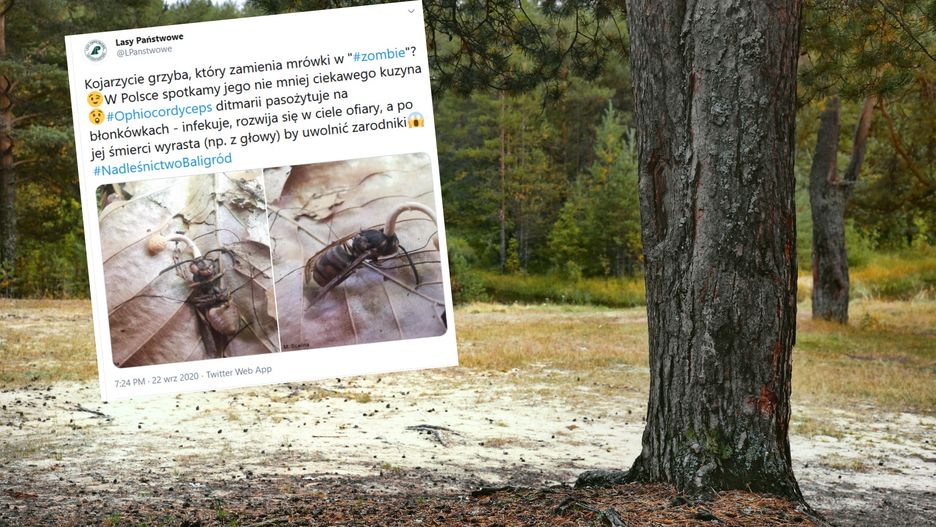 Zdjęcie mrówki zombie wywołało spore poruszenie na Twitterze
