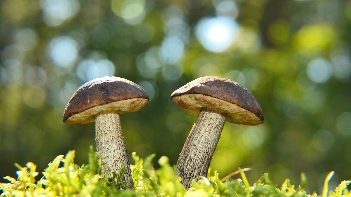 Grzybobranie to jedna z ulubionych rozrywek Polaków