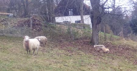 Karkonosze. Wilki zaatakowały. Rozszarpały owce po czeskiej stronie